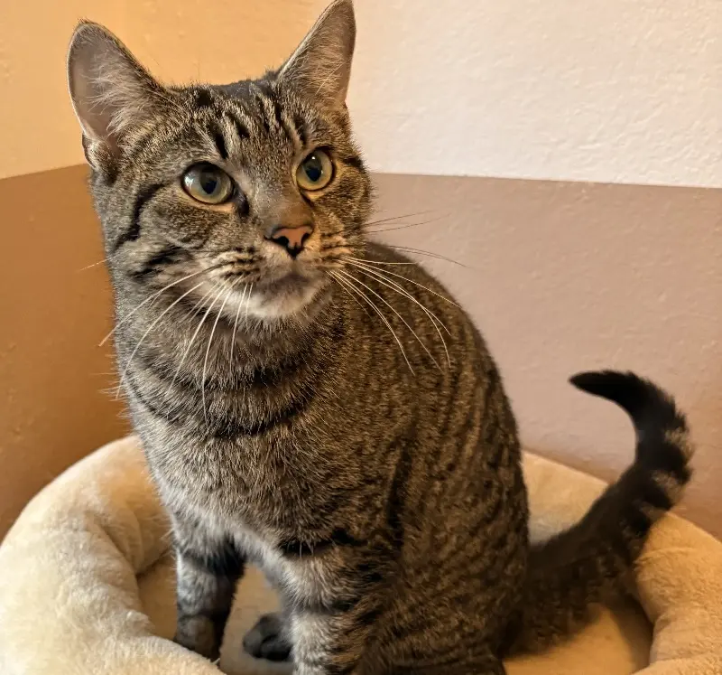 Katze Amy Tierheim Schleswig