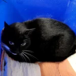 Fundkater Schuby Tierheim Schleswig