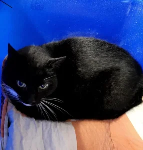 Fundkater Schuby Tierheim Schleswig