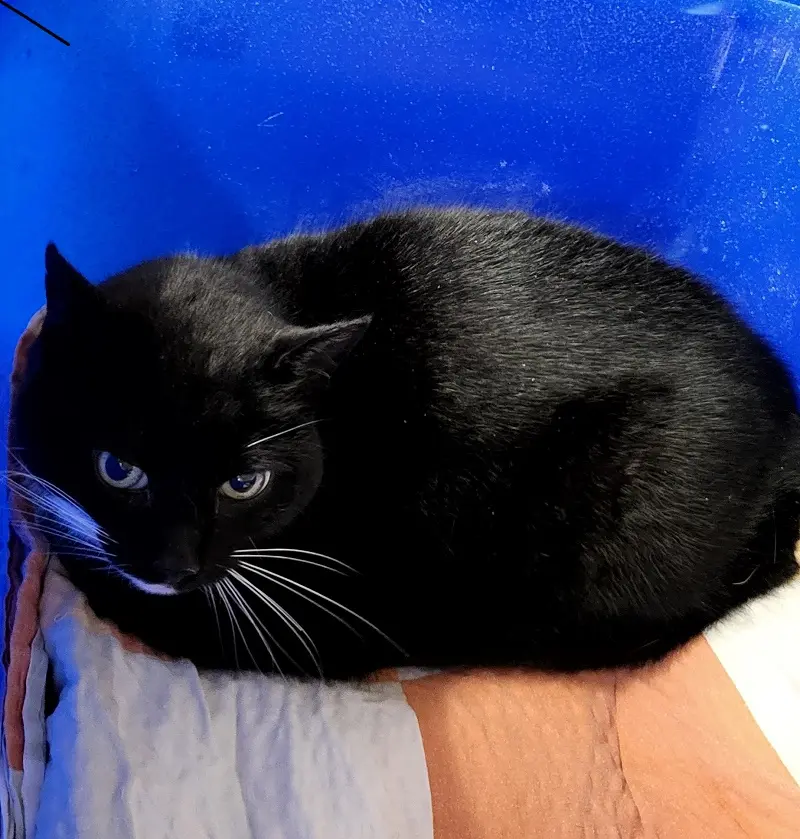 Fundkater Schuby Tierheim Schleswig