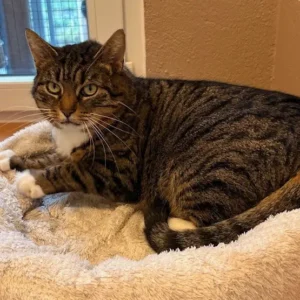 Katze Moni Tierheim Schleswig