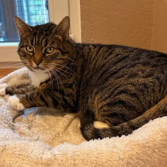 Katze Moni Tierheim Schleswig