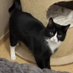 Katze Pearl Tierheim Schleswig