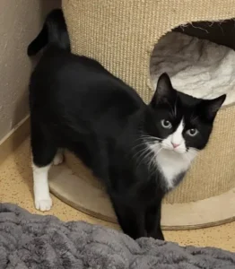 Katze Pearl Tierheim Schleswig