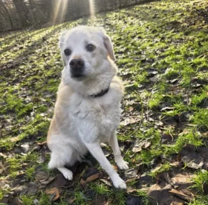 Hündin Alvi Tierheim Schleswig