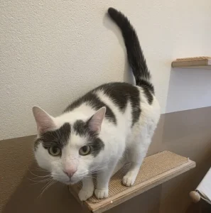 Kater Benito Tierheim Schleswig