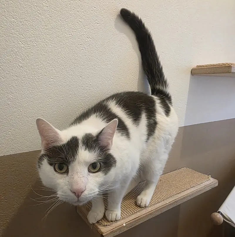 Kater Benito Tierheim Schleswig