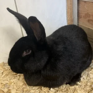 Kaninchen Frieda Tierheim Schleswig