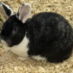 Kaninchen Harvey Tierheim Schleswig