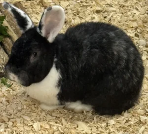 Kaninchen Harvey Tierheim Schleswig