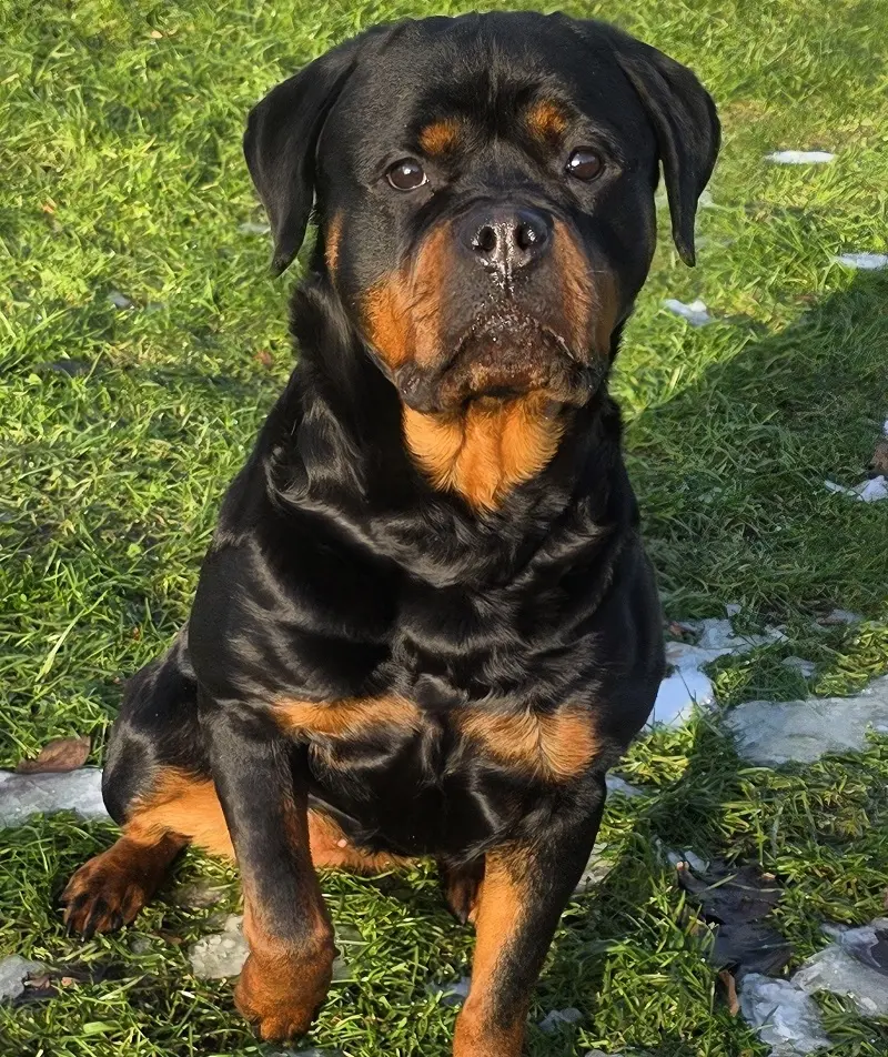 Hündin Roxy Tierheim Scheswig