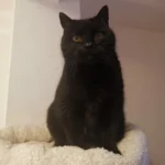 Katze Runa Tierheim Schleswig