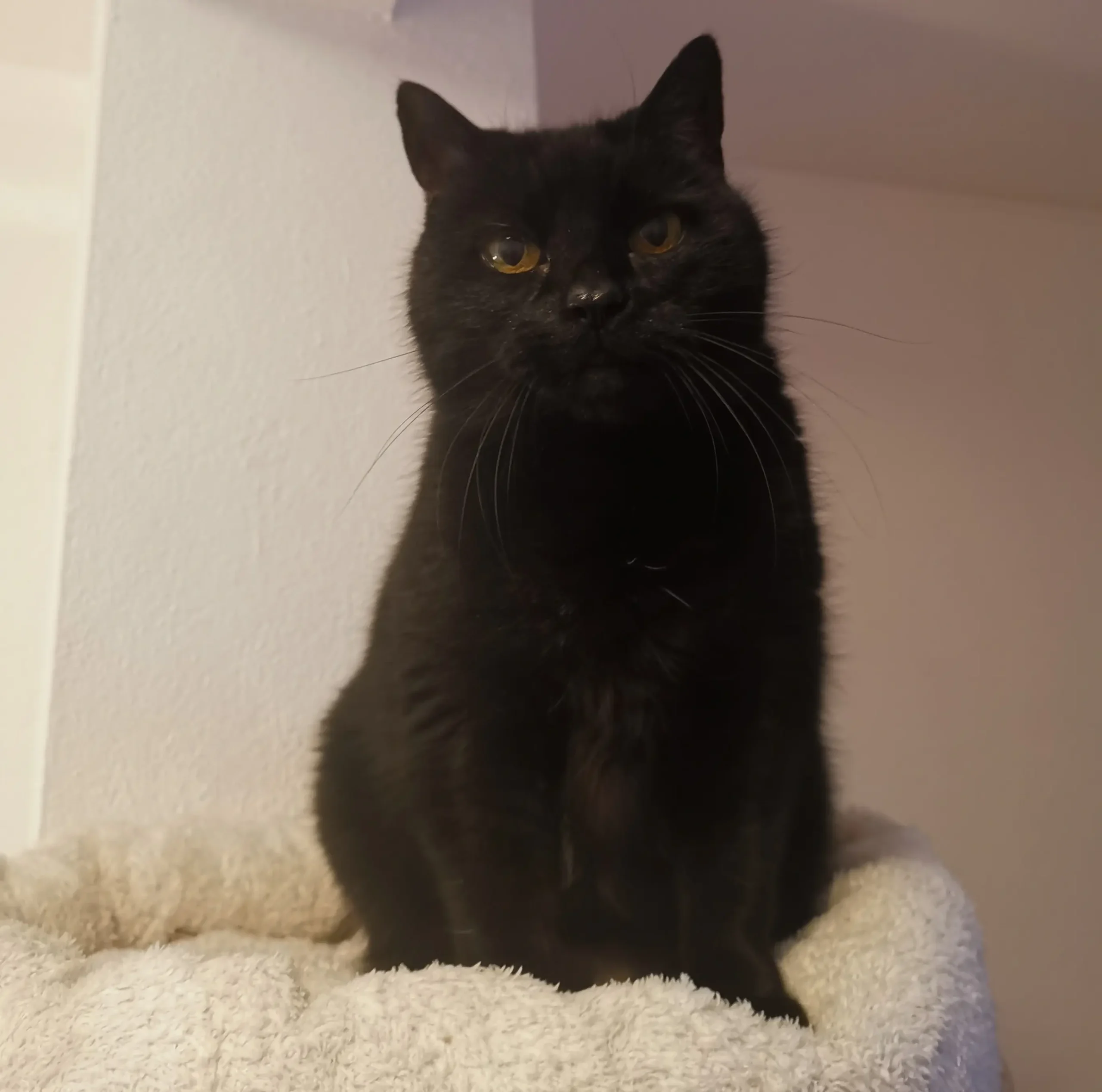 Katze Runa Tierheim Schleswig