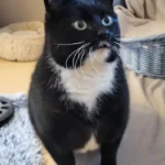 Kater Skid Terheim Schleswig