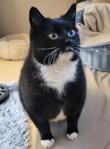 Kater Skid Terheim Schleswig