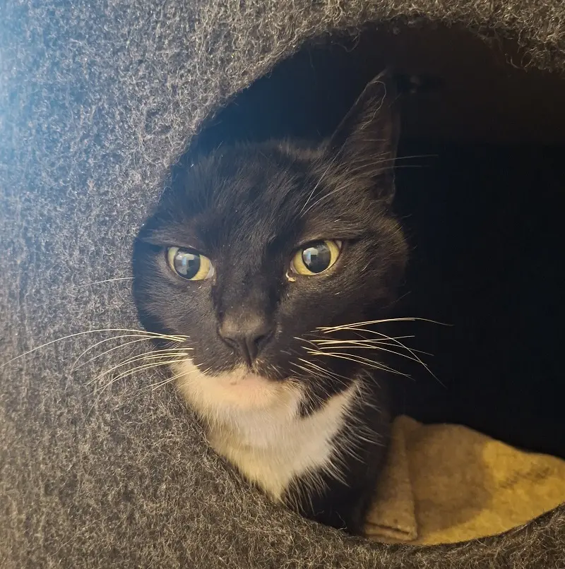 Kater Vincent Tierheim Schleswig