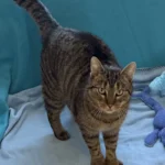 Katze Alana Tierheim Schleswig