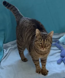 Katze Alana Tierheim Schleswig