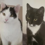 Katzen Annabell und Olafsen Tierheim Schleswig