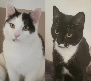 Katzen Annabell und Olafsen Tierheim Schleswig