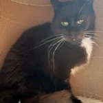 Kater Charly Tierheim Schleswig