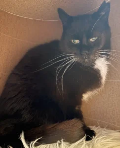 Kater Charly Tierheim Schleswig