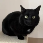 Kater Ghiro Tierheim Schleswig