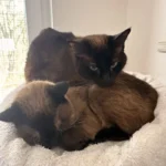 Katzen Honey und Nanni Tierheim Schleswig