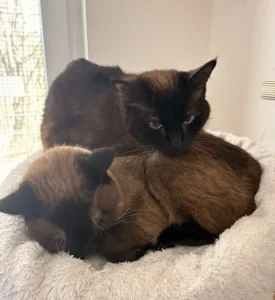 Katzen Honey und Nanni Tierheim Schleswig