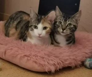 Jungkatzen Suki uznd Nami Tierheim Schleswig