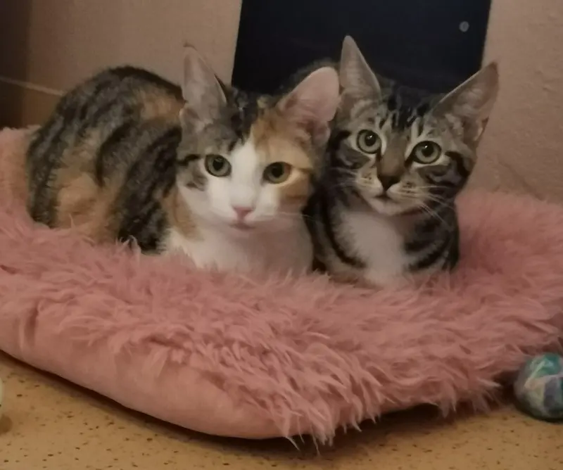 Jungkatzen Suki uznd Nami Tierheim Schleswig