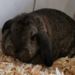 Zwergwidder Toni Tierheim Schleswig