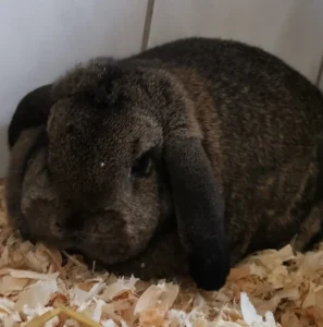 Zwergwidder Toni Tierheim Schleswig