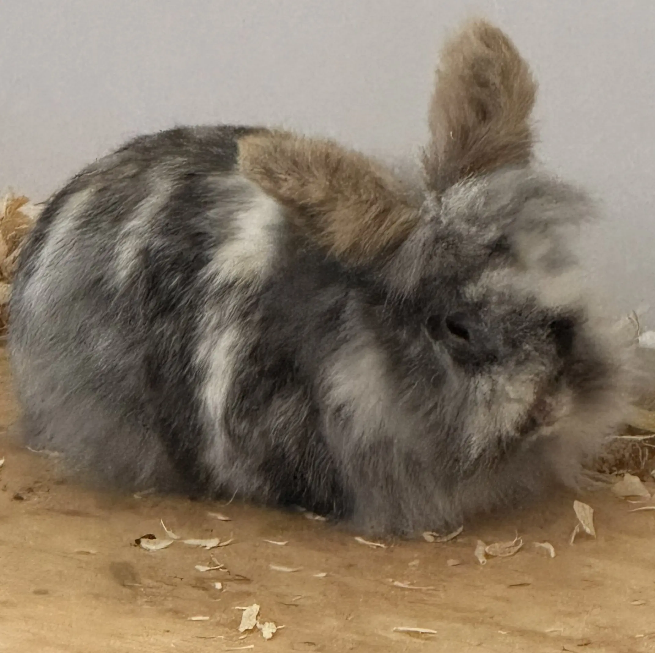 Löwenköpfchen Eckstein Tierheim Schleswig
