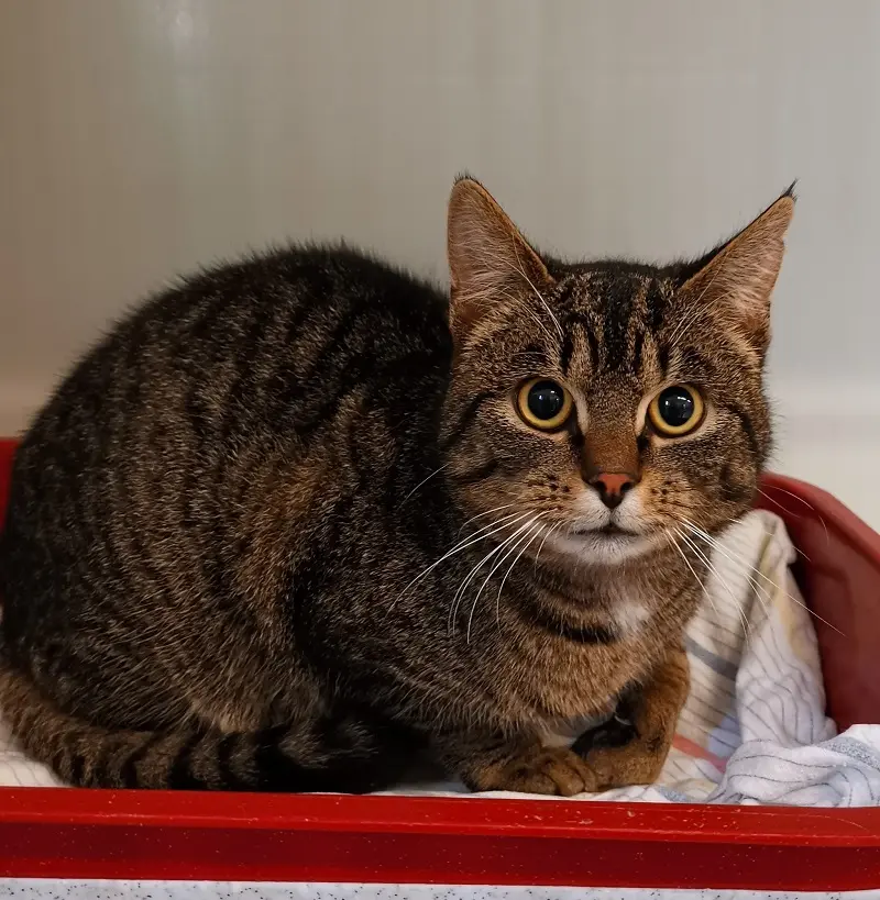 Fundkater Alt Bennebek TIerheim Schleswig