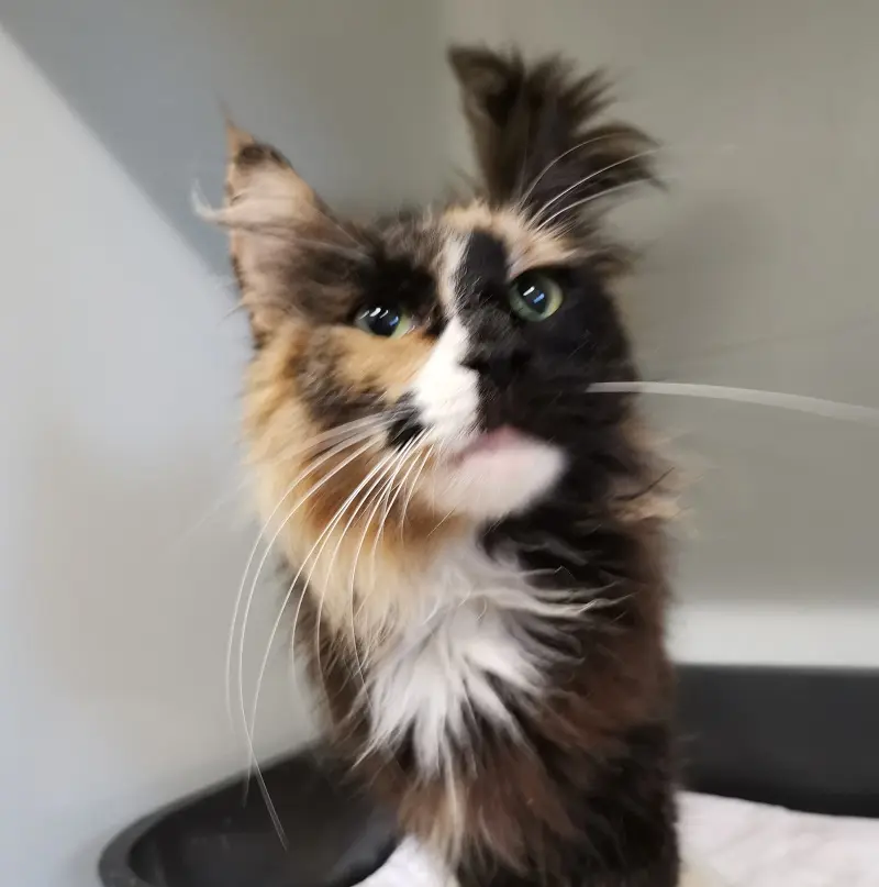 Fundkatze Stapel Tierheim Schleswig