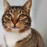 Fundkater Tierheim Schleswig