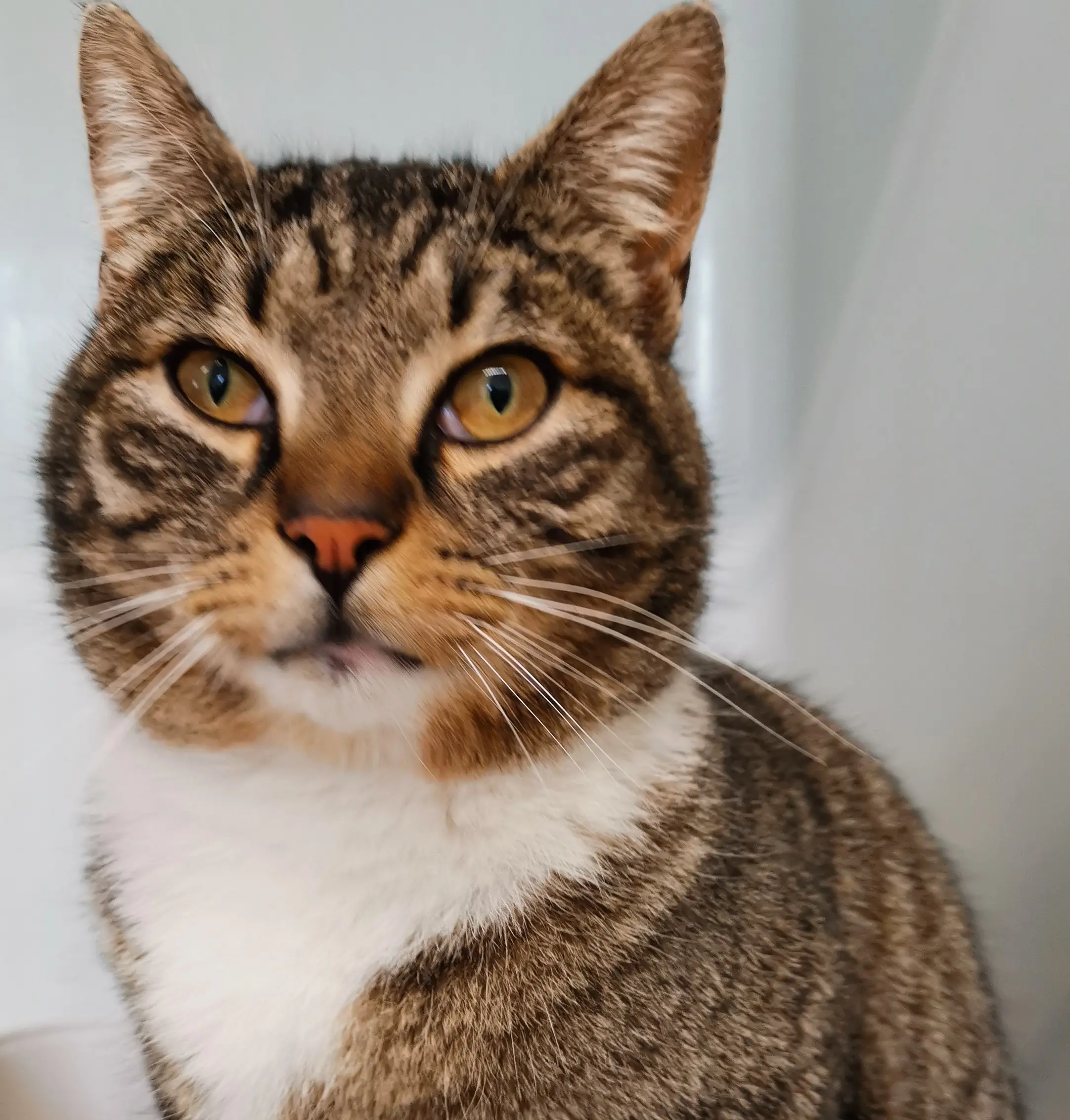 Fundkater Tierheim Schleswig