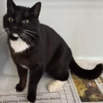 Fundkater Tierheim Schleswig