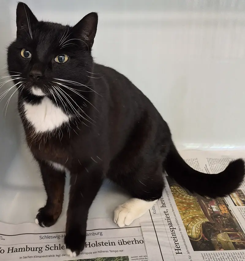Fundkater Tierheim Schleswig