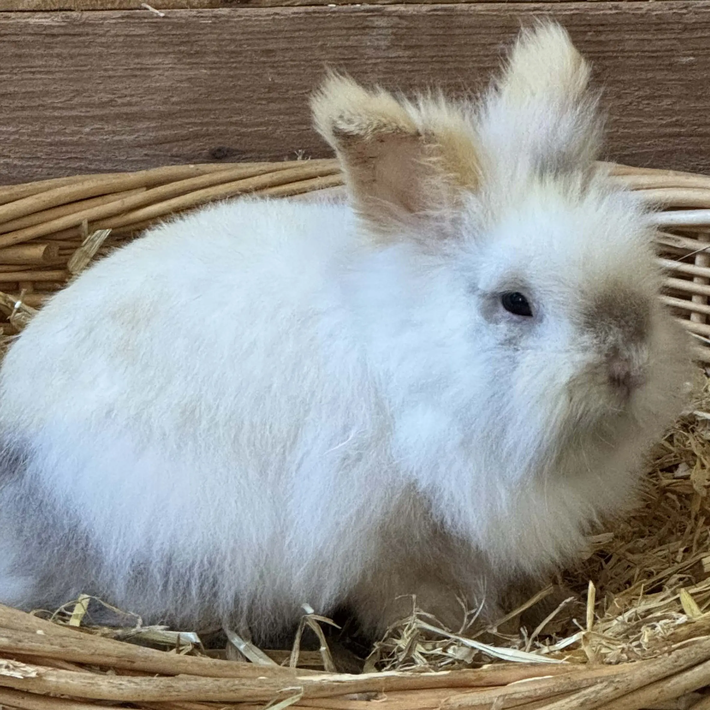 Löwenköpfchen Frodo Tierheim Schleswig