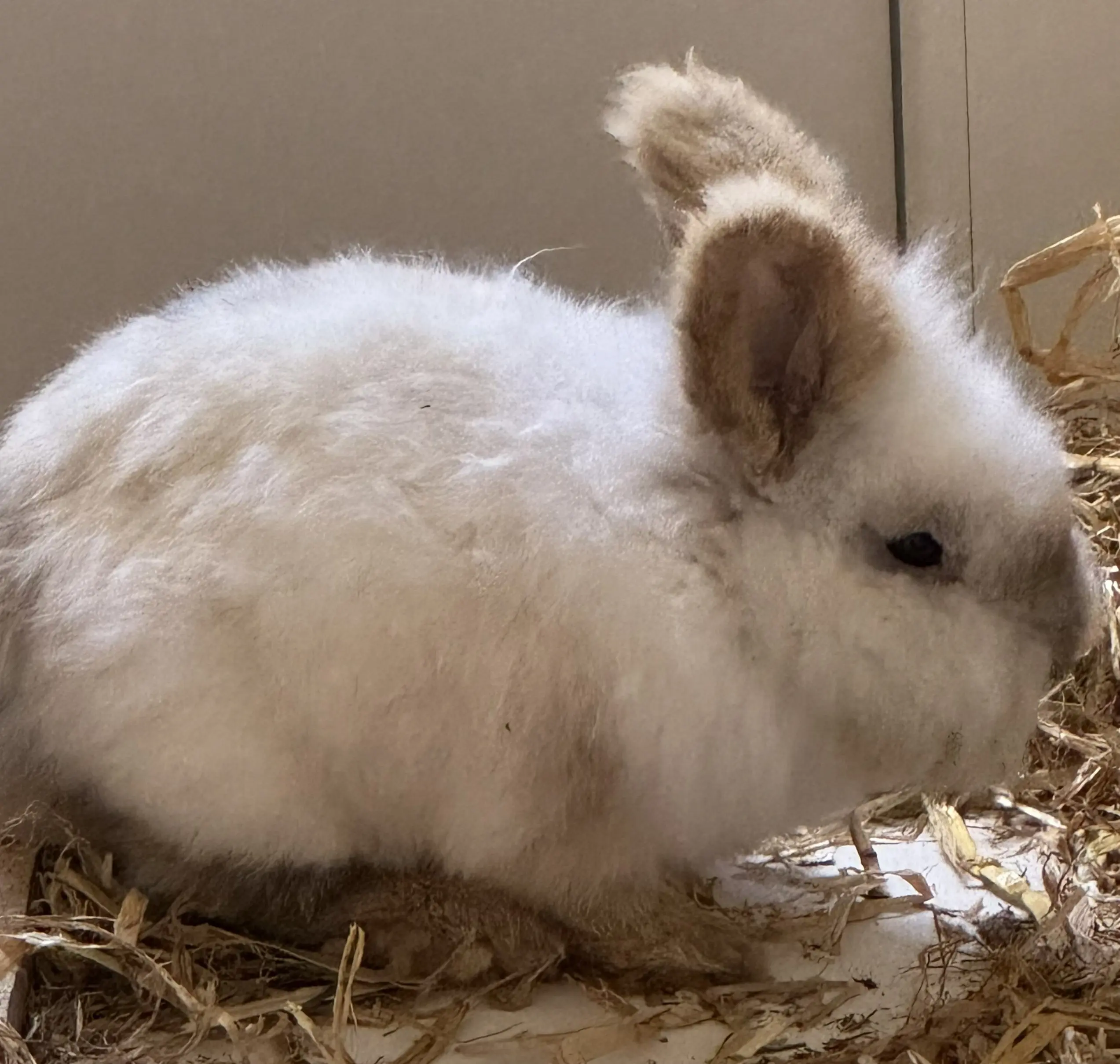 Löwenköpfchen Karl Tierheim Schleswig