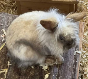 Löwenköpfchen Krümel Tierheim Schleswig