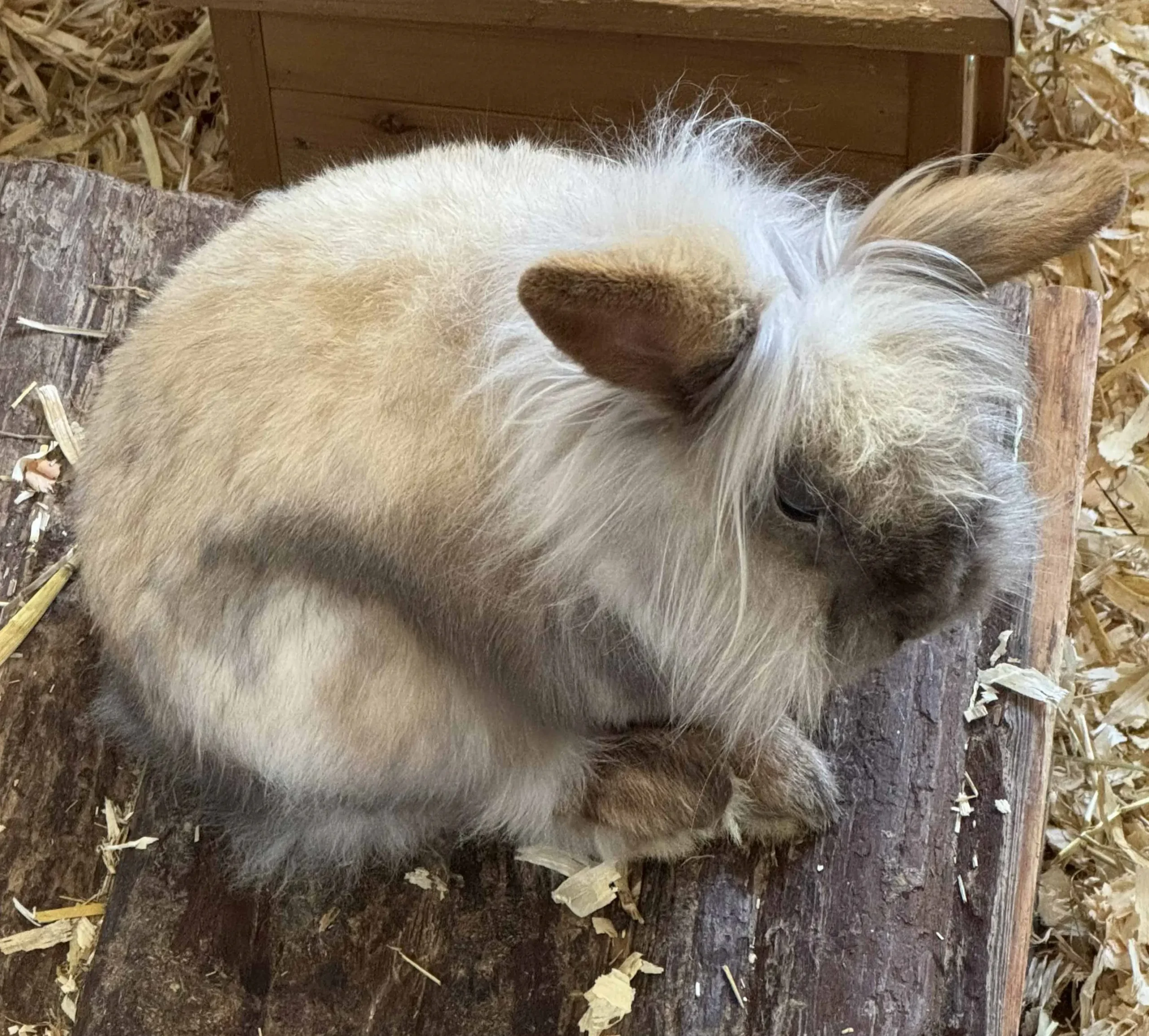 Löwenköpfchen Krümel Tierheim Schleswig