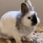 Löwenköpfchen Lasse Tierheim Schleswig