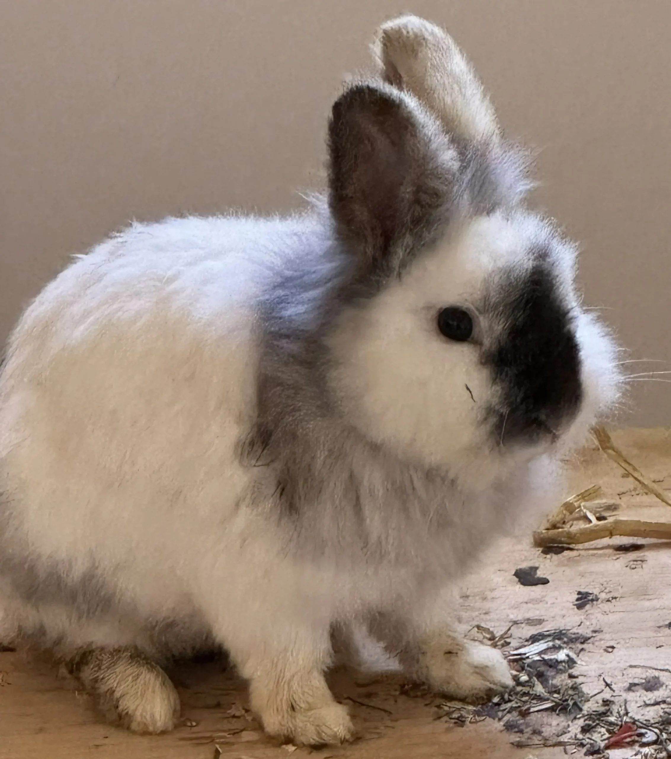 Löwenköpfchen Lasse Tierheim Schleswig