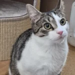 Kater Leo Tierheim Schleswig