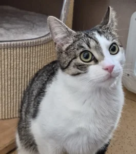 Kater Leo Tierheim Schleswig