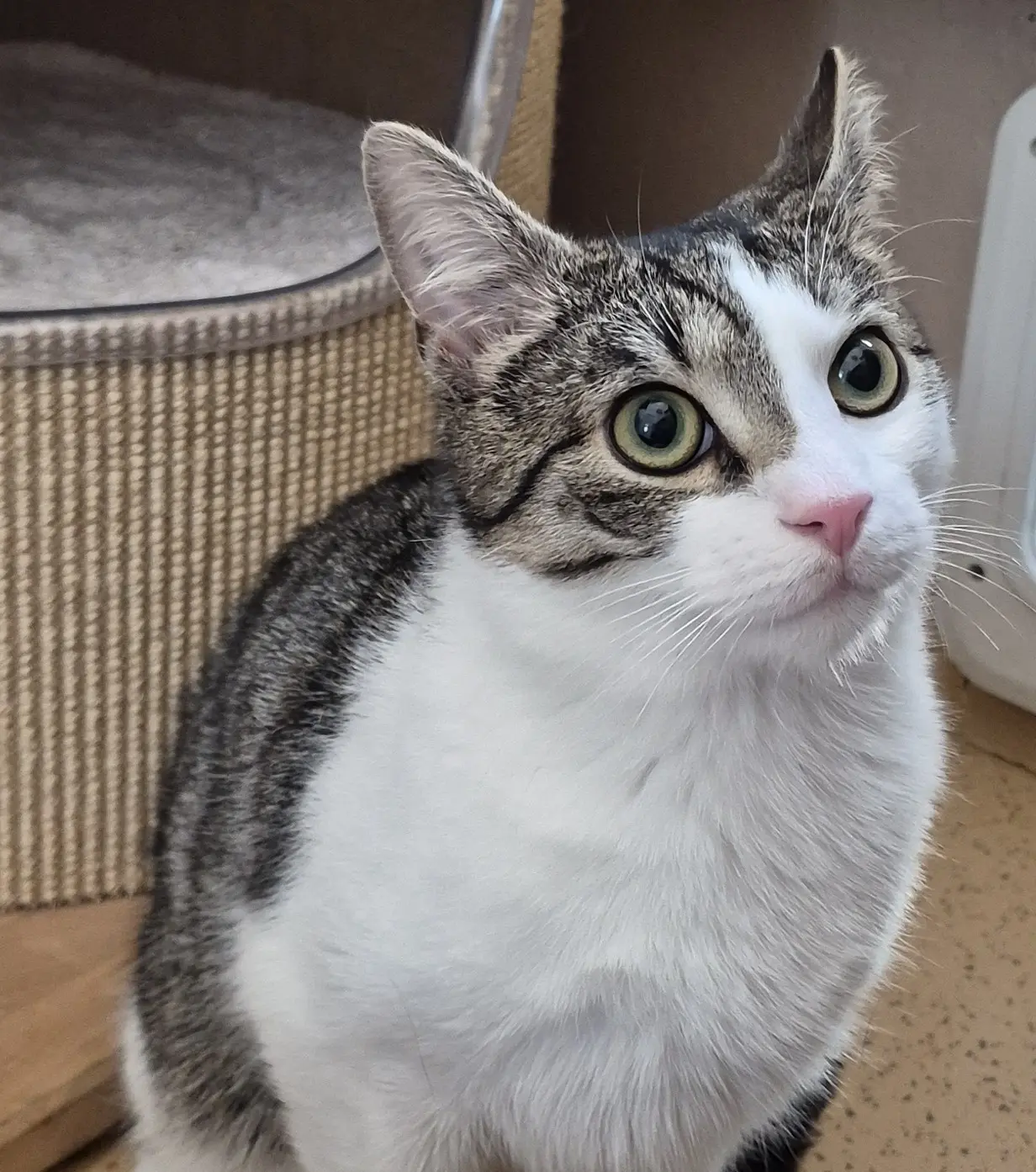 Kater Leo Tierheim Schleswig