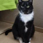 Kater Mikesch Tierheim Schleswig